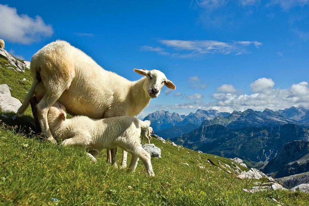 Vila Tourist Farm Kranjc Kobarid Exteriér fotografie